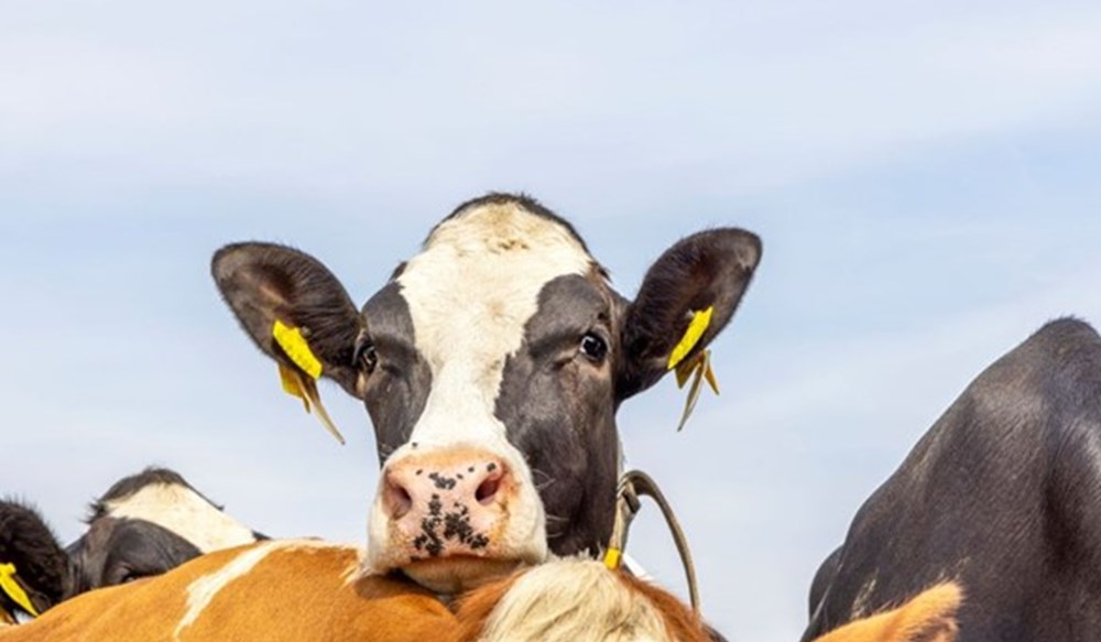 Back and white cow in field with head on top of brown cow.